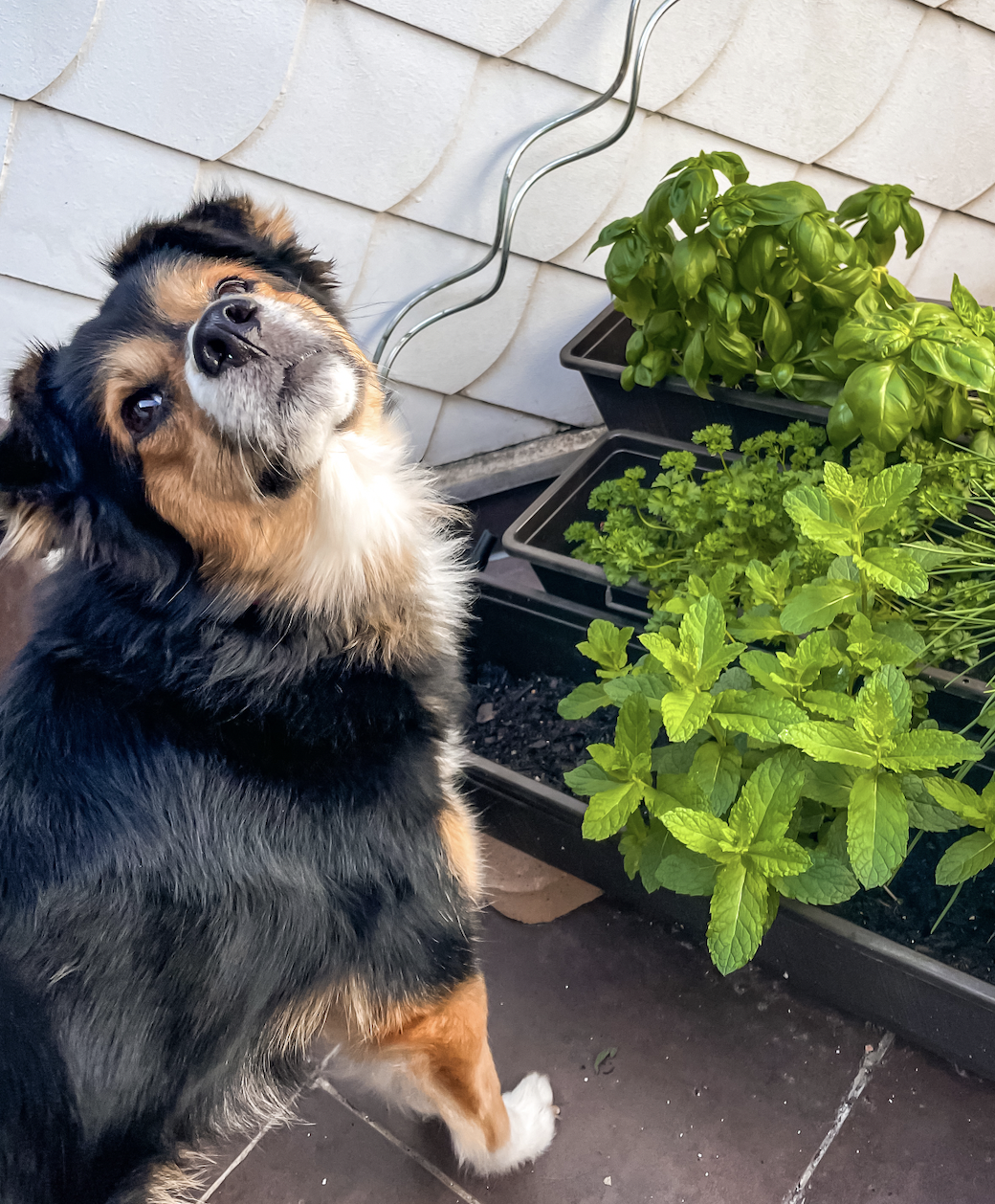 Whisky the dog, my office companion